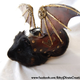 Illustration for article titled Every Pet Guinea Pig Needs A Pair Of Leather Steampunk Wings